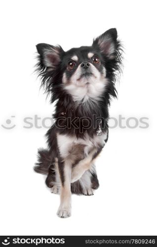 Cute Chihuahua dog. Cute Chihuahua dog sitting and looking up, isolated on a white background