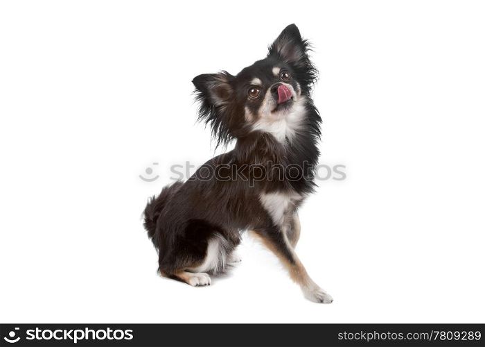 Cute Chihuahua dog. Cute Chihuahua dog with the tongue out, sitting isolated on a white background