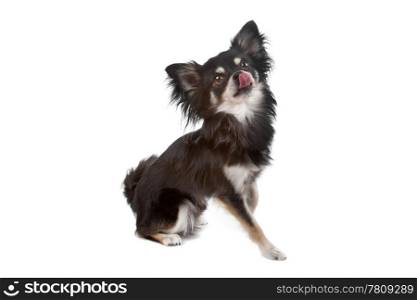 Cute Chihuahua dog. Cute Chihuahua dog with the tongue out, sitting isolated on a white background