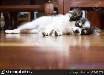 Cute chihuahua sleeping on wooden floor, stock photo