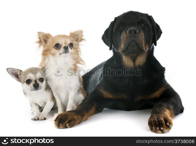 cute chihuahuas and rottweiler in front of white background