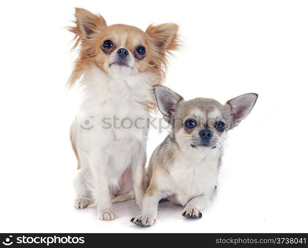 cute chihuahuas in front of white background