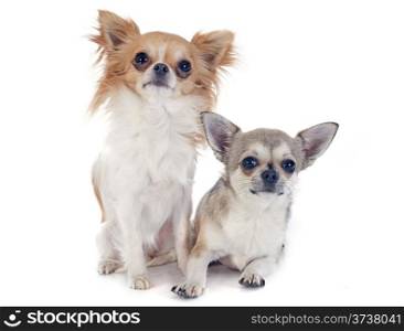 cute chihuahuas in front of white background