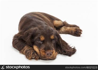 Cute Cocker Spaniel puppy dog laying down