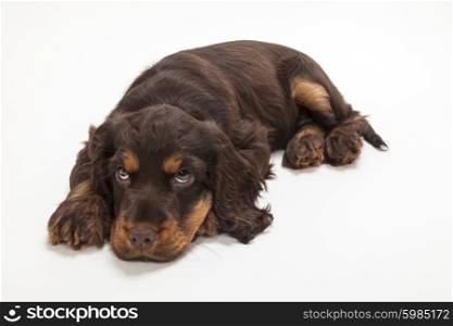 Cute Cocker Spaniel puppy dog laying down looking up, sad or guilty