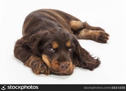 Cute Cocker Spaniel puppy dog laying down looking up, thinking and wishing
