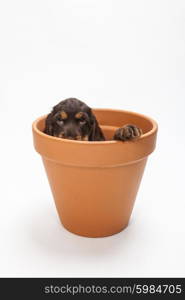 Cute Cocker Spaniel puppy dog looking out from inside a big flower pot