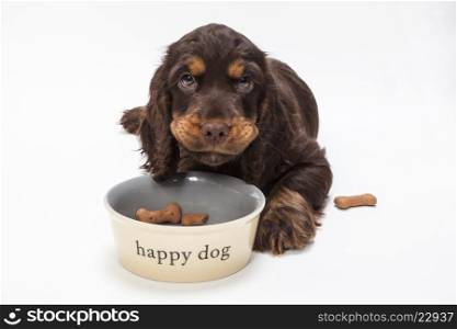 Cute Cocker Spaniel puppy dog looking up from eating boned shaped biscuits in Happy Dog bowl