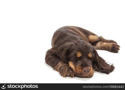 Cute Cocker Spaniel puppy dog sleeping
