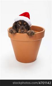 Cute Cocker Spaniel puppy dog wearing a Christmas Santa hat looking out from inside a big flower pot