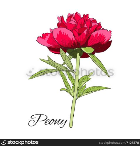 Cute colored Peony flower isolated on white background. Vector illustration.. Cute colored Peony flower isolated on white.