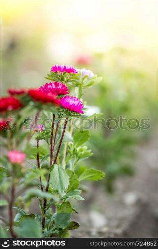 Cute colourful flowers on a field, agriculture