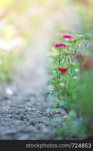 Cute colourful flowers on a field, agriculture