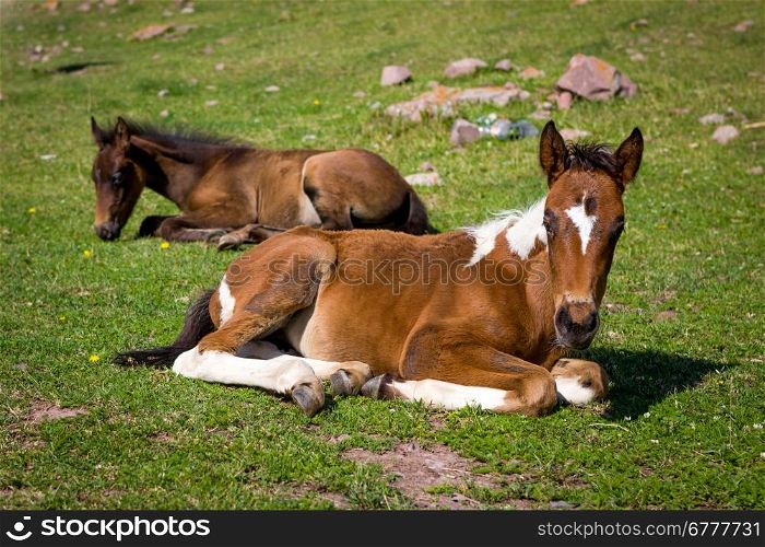 Cute colts lying on green grass