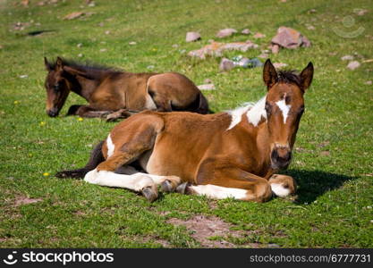 Cute colts lying on green grass