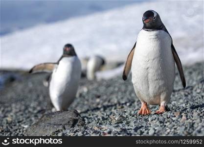 Cute couple of gentoo penguins stands on the shore with snow in the background in Antarctica