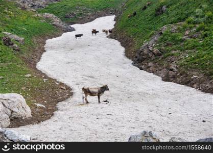 Cute cows on snow in mountains. Animals in Kyrgyzstan.. Cute cows on snow in mountains. Kyrgyzstan.