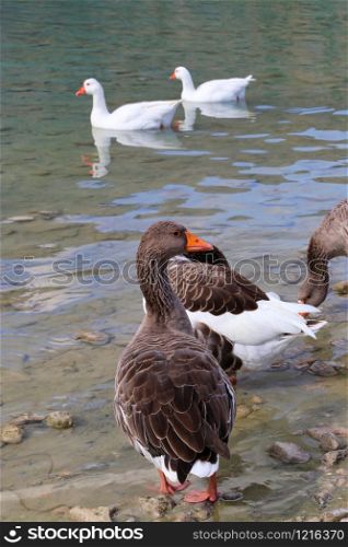 Cute different color geese on a lake background