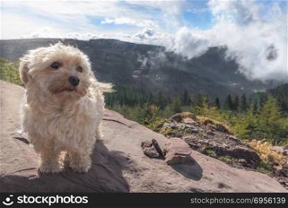 Cute dog alone on a mountain peak. Bichon Havanese dog standing on a rock, with the peaks of the Hornisgrinde mountains covered by clouds, in the background, near Seebach, Germany.