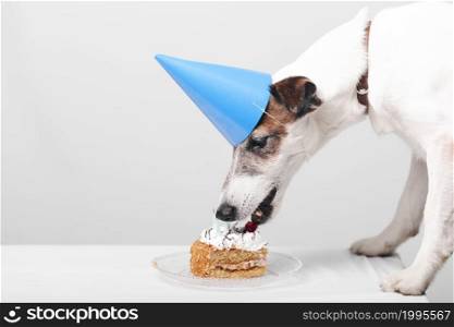 cute dog eating tasty birthday cake