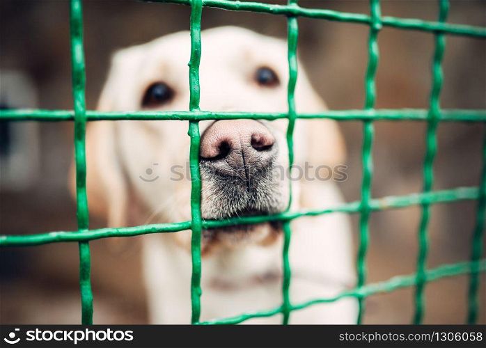Cute dog face behind bars, veterinary clinic, no people. Vet hospital, treatment a sick patient