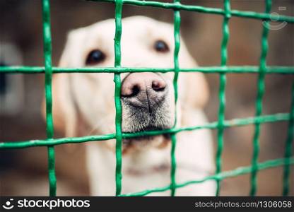 Cute dog face behind bars, veterinary clinic, no people. Vet hospital, treatment a sick patient