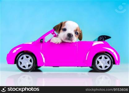 Cute dog in aπnk car