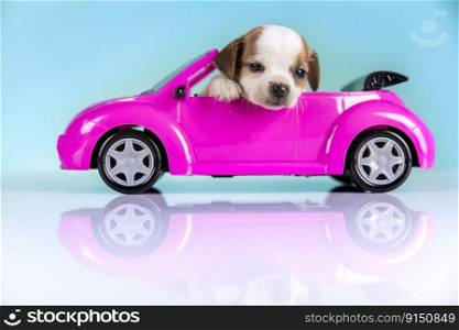 Cute dog in a pink car