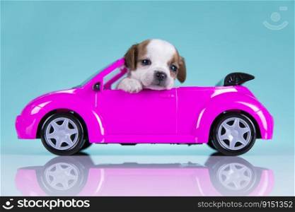 Cute dog in a pink car