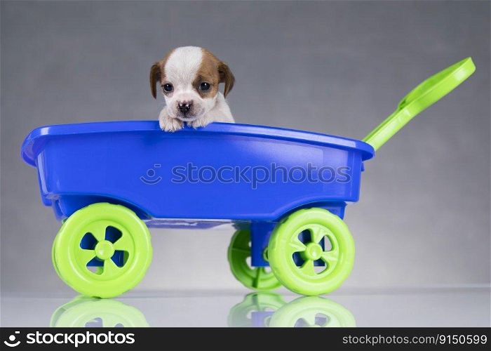 Cute dog in a toy wagon