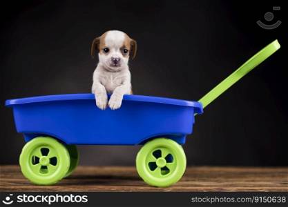 Cute dog in a toy wagon