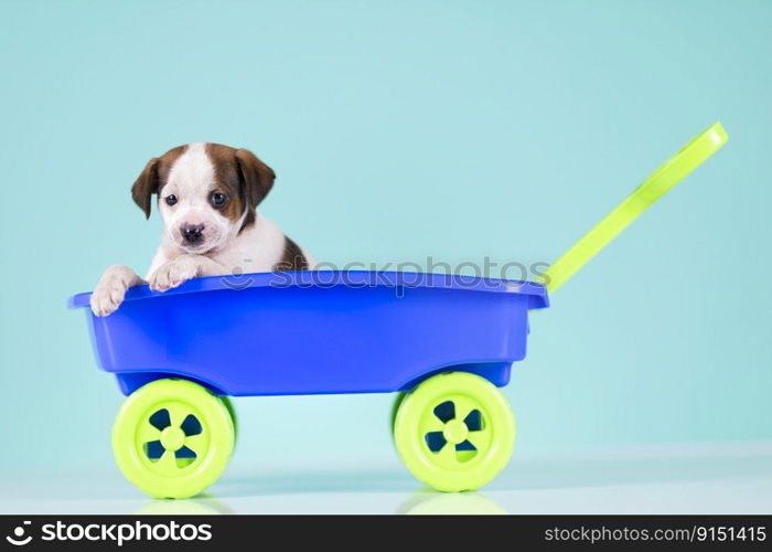 Cute dog in a toy wagon