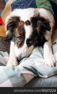 cute dog in bed at home