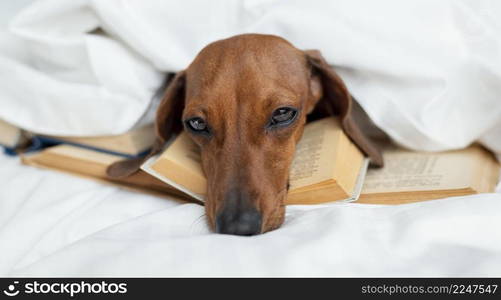 cute dog laying books