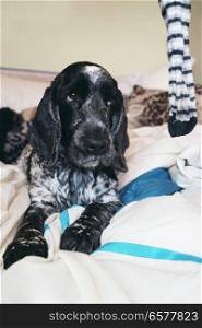 Cute dog looking a sock 