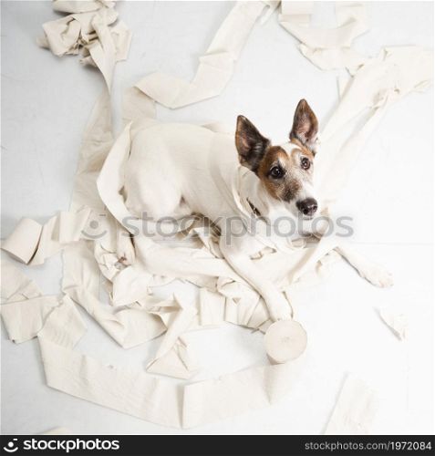 cute dog making huge mess with rolling paper. High resolution photo. cute dog making huge mess with rolling paper. High quality photo