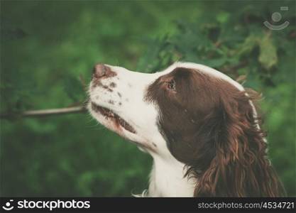 Cute dog portrait in a green forest