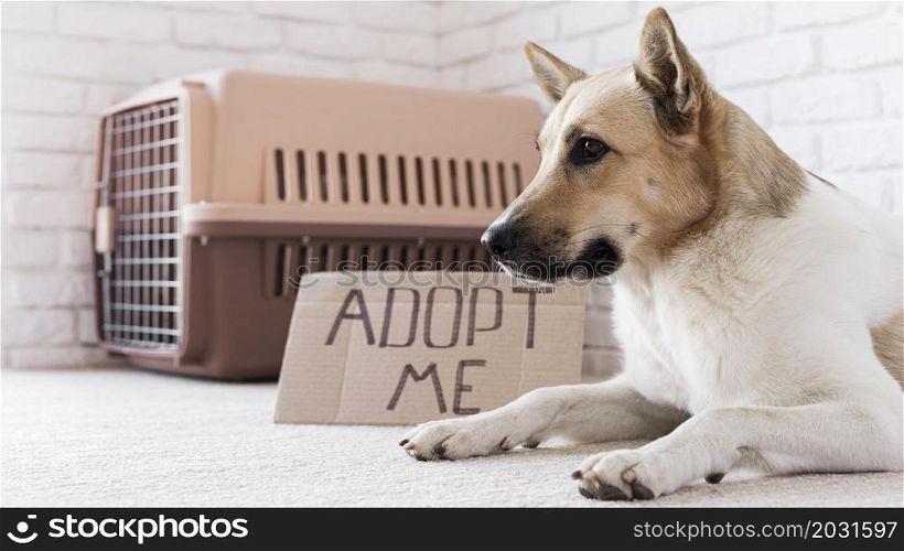 cute dog sitting near adopt me banner