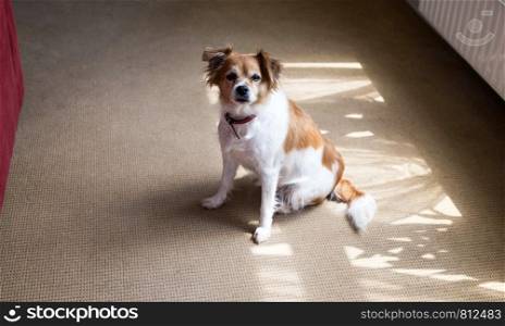 Cute dog sitting on the floor with carpet in a lovely home. brown with white fur close-up. Cute dog sitting on the floor with carpet in a lovely home. brown with white fur