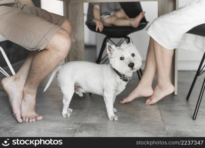 cute dog table with family sitting chair