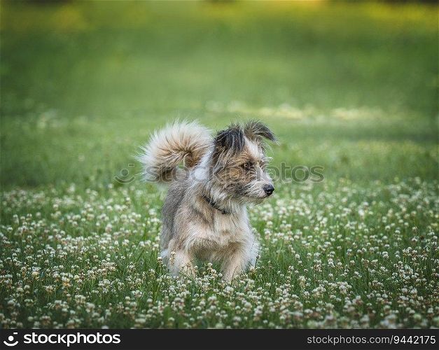 Cute dog walking in a meadow in green grass against the background of trees. Closeup, outdoor. Day light. Concept of care, education, obedience training and raising pets. Cute dog walking in a meadow in green grass
