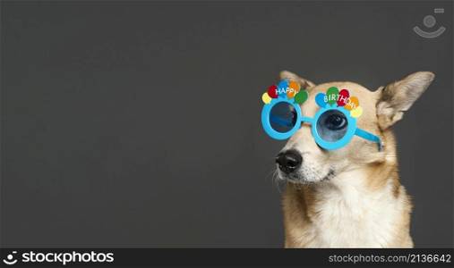 cute dog wearing blue glasses