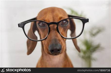 cute dog wearing glasses. Resolution and high quality beautiful photo. cute dog wearing glasses. High quality beautiful photo concept