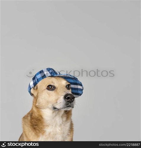 cute dog wearing hat