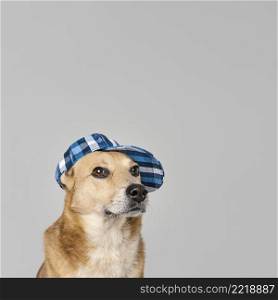 cute dog wearing hat