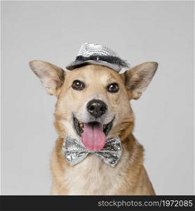cute dog wearing hat bow tie. High resolution photo. cute dog wearing hat bow tie. High quality photo