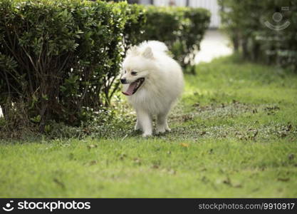Cute dog White Pomeranian breed smile and happiness playing on green grass