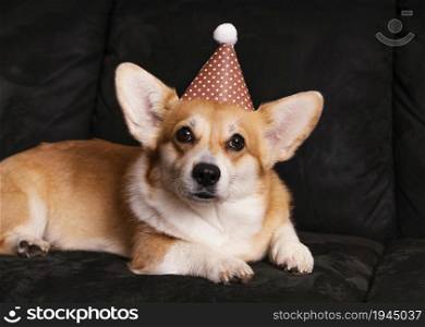 cute dog with party hat couch. High resolution photo. cute dog with party hat couch. High quality photo