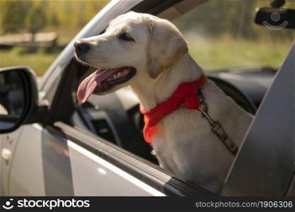 cute dog with red bandana car. High resolution photo. cute dog with red bandana car. High quality photo