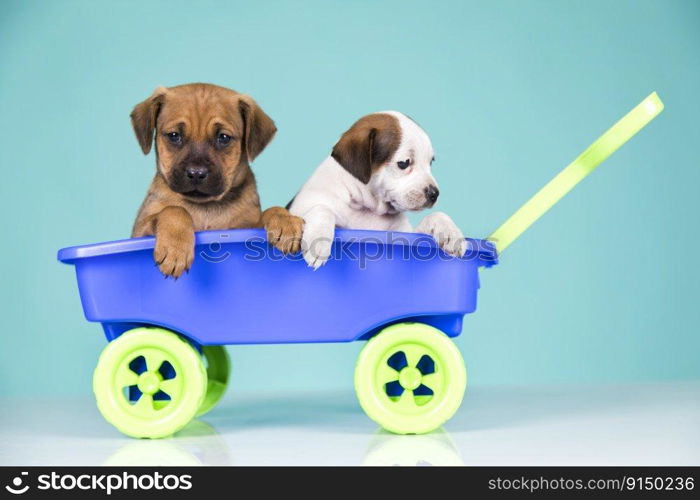 Cute doggies in a toy wagon